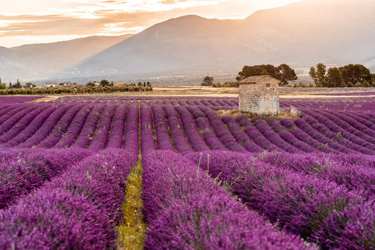 Lavender fields in Provence, southern France
