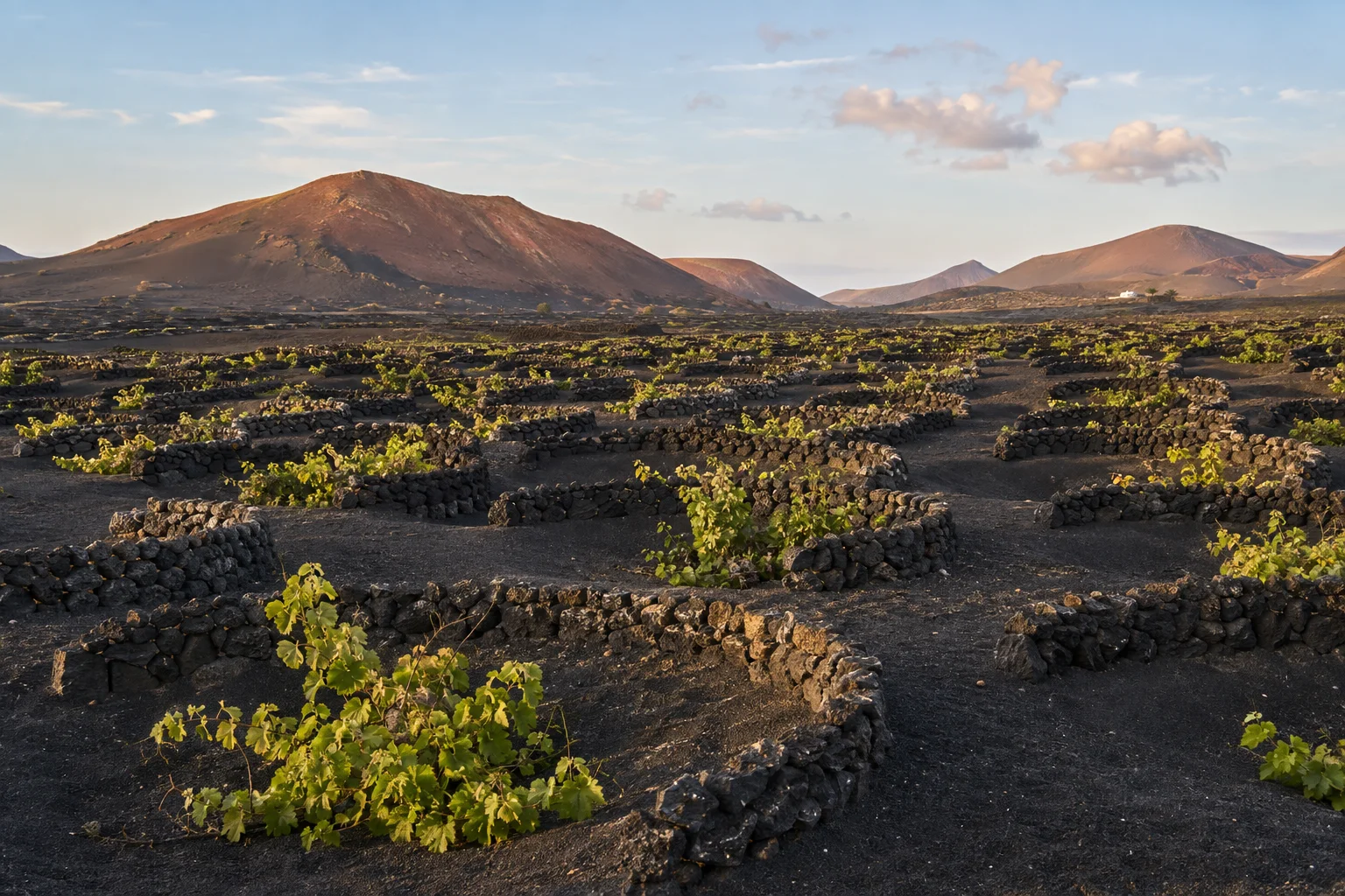 Generated illustration of La Geria vine hollows and curved stone windbreaks in black volcanic ground