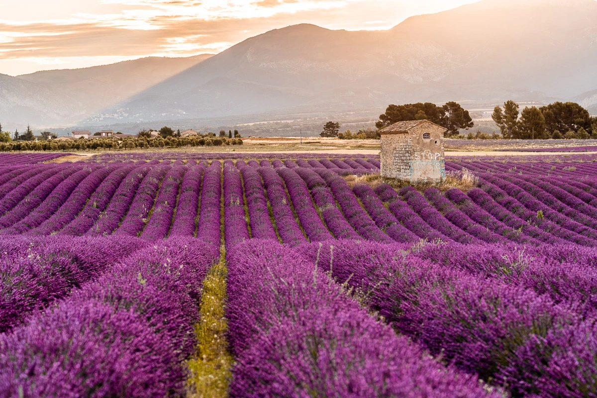 Rolling lavender fields and hilltop villages of Provence, Southern France